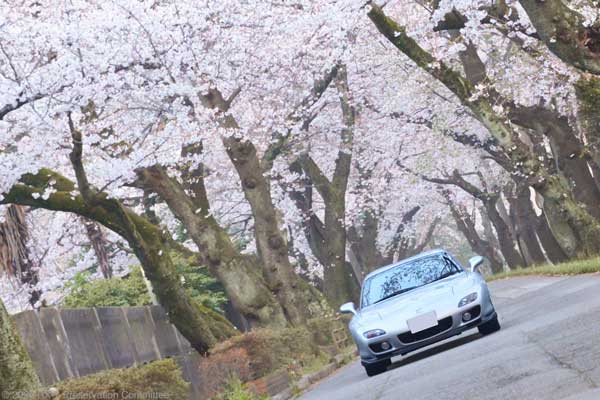 桜のトンネルとRX-7(FD3S)の写真